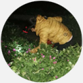 玖玫玫瑰