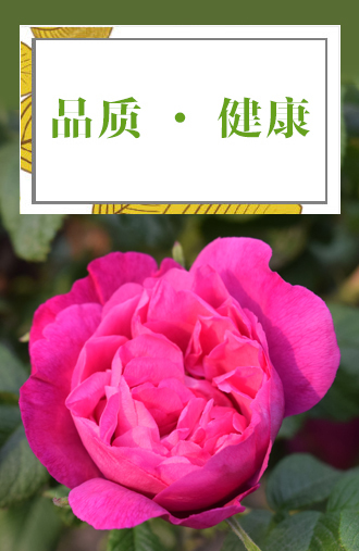 玖玫玫瑰